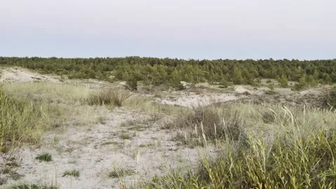 Grassy dunes after sunset Stock Footage 218225971