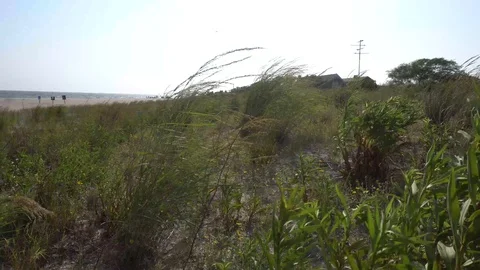 Grassy dunes on beach Stock Footage 98909095