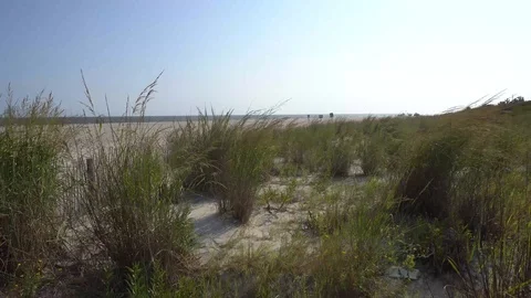 Grassy dunes on beach Stock Footage 98909109