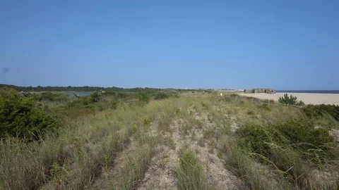 Grassy dunes blowing on beach Stockbeeldmateriaal 98909088
