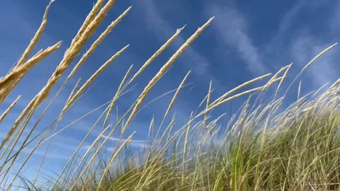 Grassy dunes Stockbeeldmateriaal 239858047