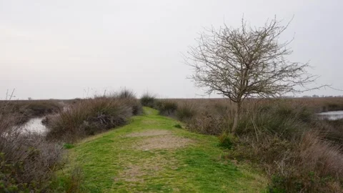 Grassy earthen path winding through a vast marshland or wetlands with a solitary Stock Footage 319791700