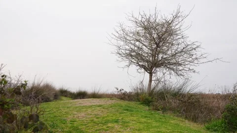 Grassy earthen path winding through a vast marshland or wetlands with a solitary Stock Footage 319791709