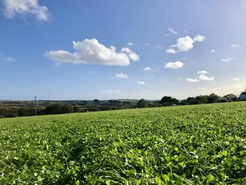 Grassy Farm Fields Leading To Distant View Of St Michaels Mount In Sunshine Foto stock