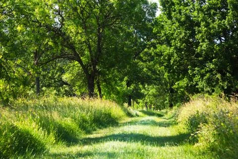 Grassy farm track through leafy green woodland Stock Photos