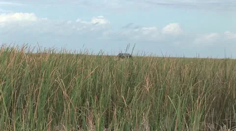Grassy Field Cloudy Sky Background Video stock 19201446
