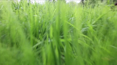 Grassy field dog view Video stock 4313320
