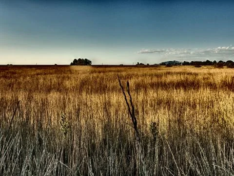 Grassy field during sunset Stock Photos