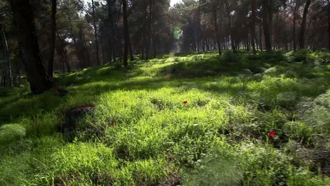 Grassy field with flowers and trees Stock Footage 74073489