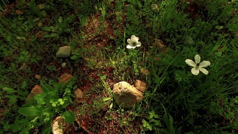 Grassy field with flowers and trees Stock Footage 74073552