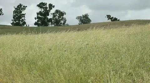 Grassy field Stock Footage 5903296