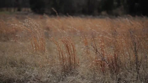 Grassy Field Stock Footage 40873812