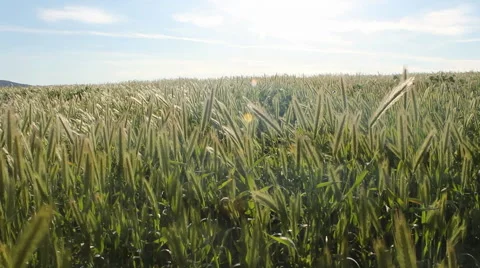 Grassy Field Video stock 47622931