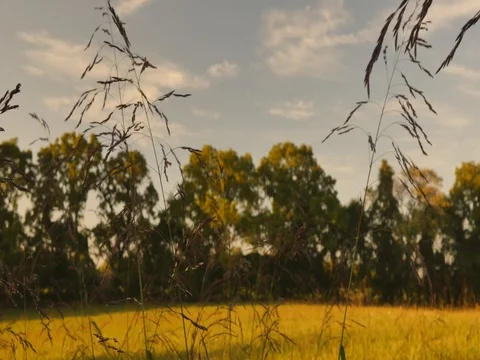 Grassy field Stock Footage 80209381