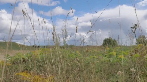 Grassy field Stock Footage 81014547
