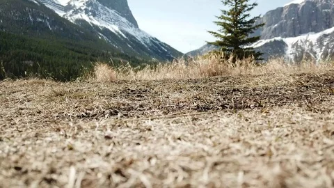 Grassy Field Stock Footage 89455630