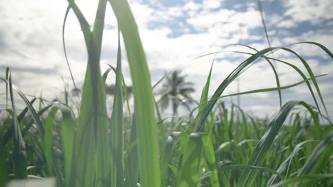 Grassy field of leaves Stock Footage 78973296
