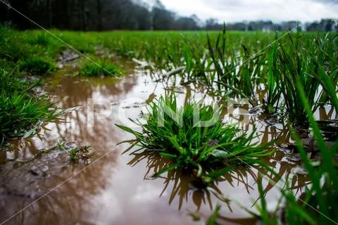 A grassy field with muddy water Stock Photos