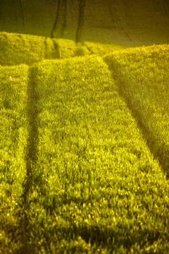 Grassy field Stock Photos