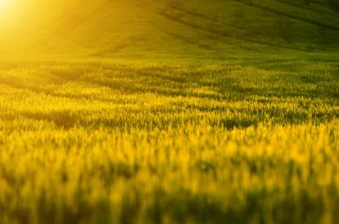 Grassy field Foto stock