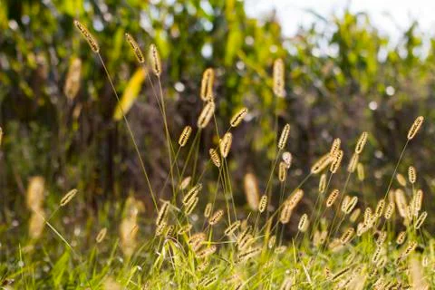 Grassy Field Foto stock