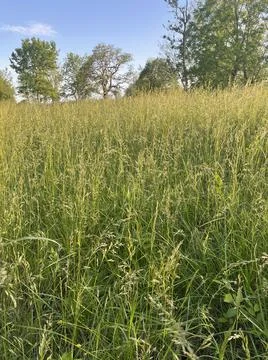 Grassy Field  Stock Photos