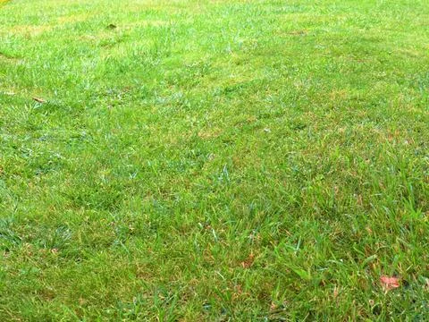 A grassy field Foto stock