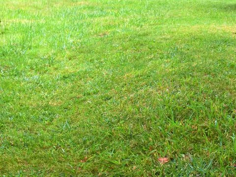 A grassy field 库存照片