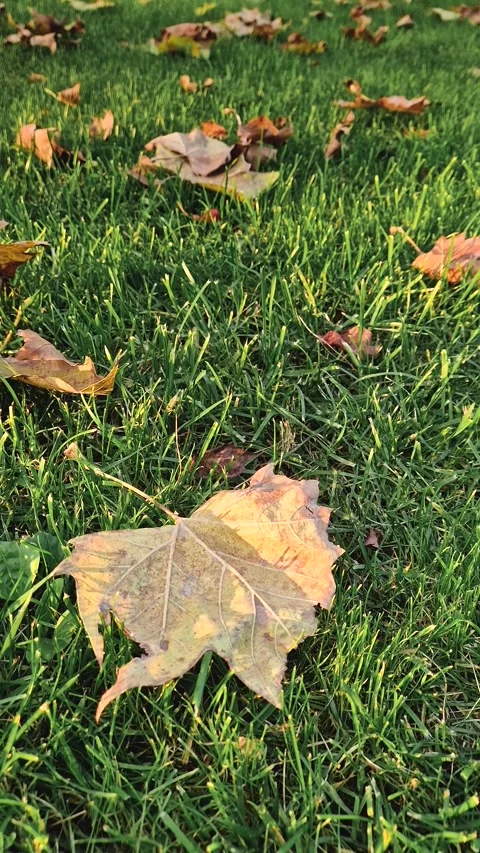 A grassy field with scattered fallen autumn leaves. Fall season atmosphere with  Stock Footage 290189193