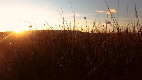 Grassy Field at Sunset Stock Footage 82250079