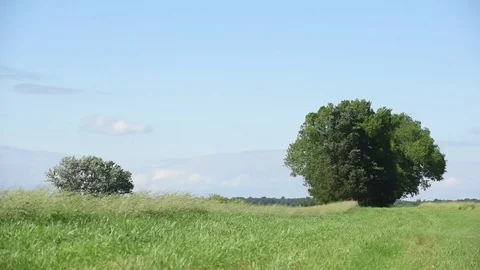 Grassy field with trees and high winds Stock Footage 76006704
