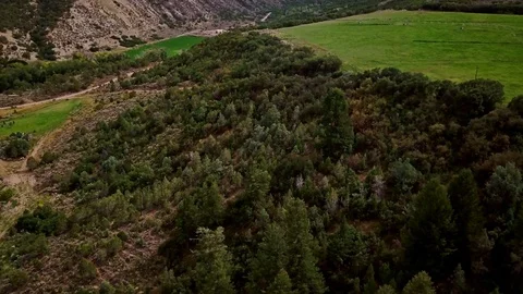 Grassy Field - Trees Video stock 116645069