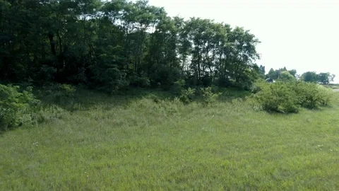 Grassy Field with Trees 库存影片 205486216