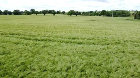 Grassy Fields England Drone Stock Footage 195940278