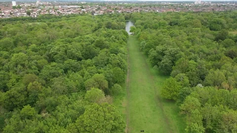 A grassy footpath in a huge green forest with cityscape in the background Video stock 155504094