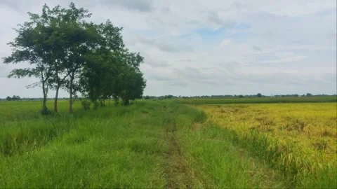 Grassy Footpath Split Between Green Trees Row And Golden Ripe Rice Field 4K Stock Footage 346725343