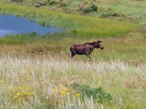 Grassy foreground in focus with moose in the background. Stock Photos