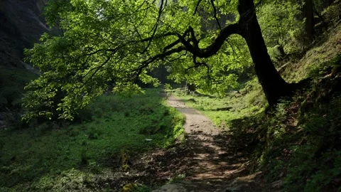 Grassy forest clearing trail curves beneath a leafy tree canopy with a dirt path Stock Footage 343155829