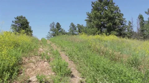 Grassy Forest Trail Stock Footage 47745185