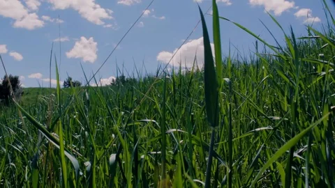 Grassy Hill Video stock 89185449