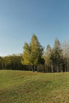 Grassy hill with trees under clear blue sky. 库存照片