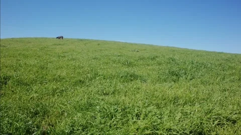 Grassy Hill Under Blue Sky With Domestic Animal Running Across Grassland Vídeo Stock 342487852