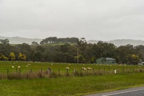 Grassy hills in the rural town of Yea along highway, Victoria, Australia nort Stock Photos