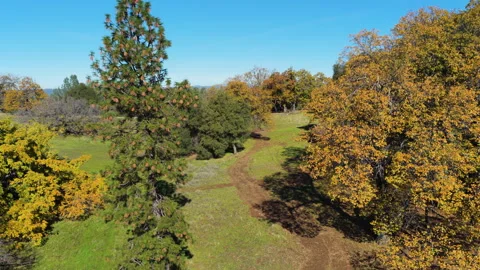 Grassy Hillside and Autumn Trees in Mt Aukum California 库存影片 336692704