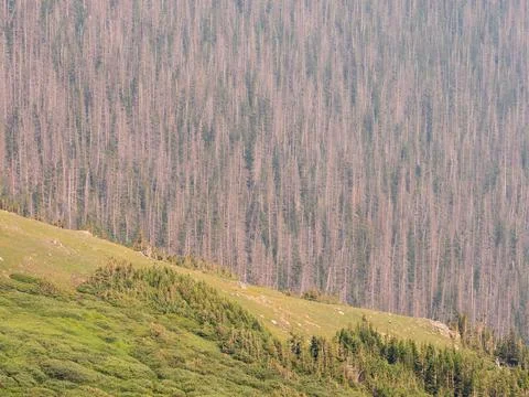 A grassy hillside leads into countless pine trees in the rocky mountains. Stock Photos