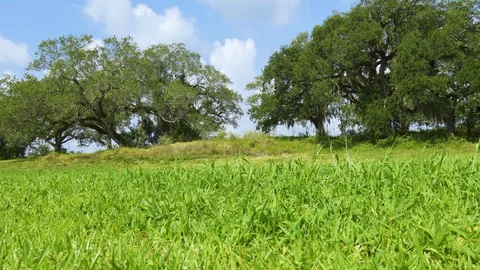 Grassy hillside with live oak trees, breezy day - Westridge Park, Davie, Florida Stock Footage 128697528