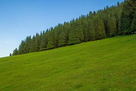 Grassy hillside near dense pine forest in Kyrgyzstan mountains Foto stock