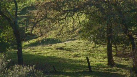 Grassy hillside to overview of Low Gap Park in Ukiah, Northern California USA Stock Footage 101855710