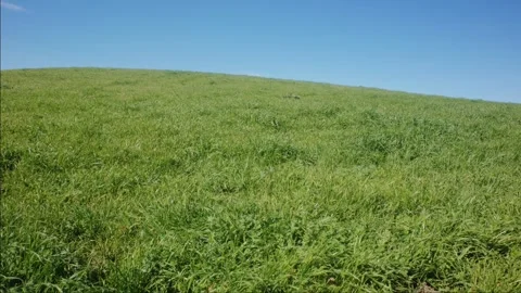 Grassy Hillside Under Clear Blue Sky Stock Footage 341651977