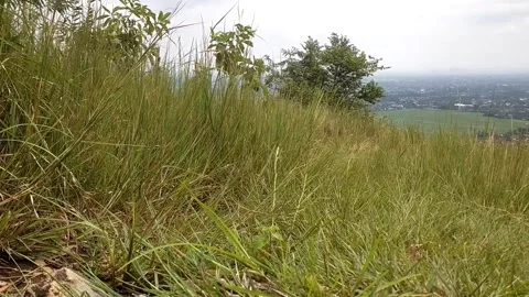 A Grassy Hillside View Stock Footage 329417617